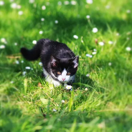 Katzheim Appartement *